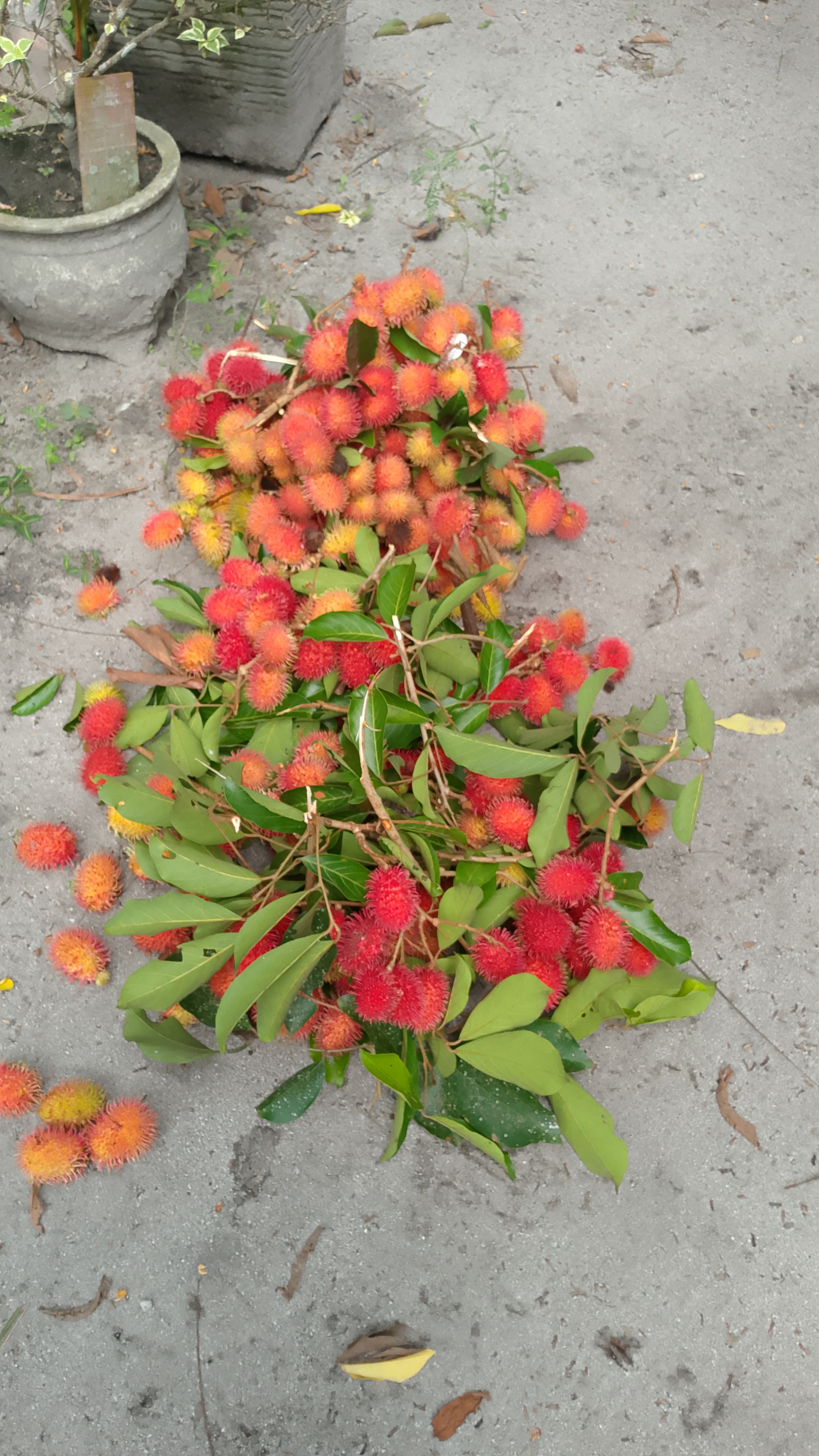 Rambutan